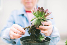 Woman's Hands Transplanting Succulent Into New Pot.