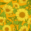 Beautiful seamless pattern with hand drawn lush Sunflowers flowers on orange background. Vector illustration of Helianthus flower. Floral wildflowers elements for textile design