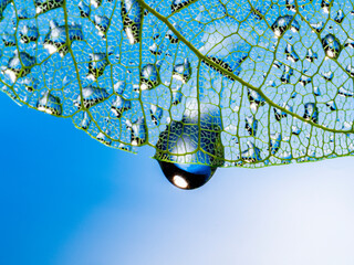 Canvas Print - feaf skeleton with rain drops - macro photograph