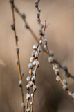 Fototapeta Dmuchawce - Blooming willow with catkins. The first signs of spring in nature. Flowering willow, hairy buds on thin twigs.