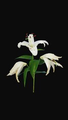 Wall Mural - Time lapse of dying  beautiful white Lily flowers with ALPHA transparency channel isolated on black background, vertical orientation
