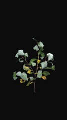 Wall Mural - Time lapse of drying green and yellow Shrub leaves with ALPHA transparency channel isolated on black background, vertical orientation