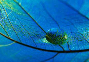Wall Mural - feaf skeleton with rain drop - macro photograph