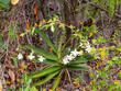 Blooming Orchid, Aerangis modesta, Andringitra National Park. Madagascar.