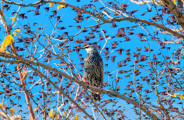 Fototapete - Beautiful large flock of starlings - The natural phenomenon 