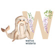 Letter W, walrus, wisteria, cute kids animal and floral ABC alphabet. Watercolor illustration isolated on white background. Can be used for alphabet or cards for kids learning English vocabulary and