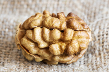 Poster - walnut kernel close up. horizontal frame