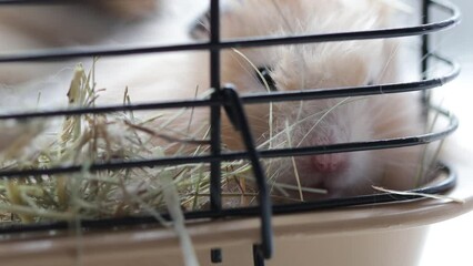 Sticker - Syrian fluffy hamster peeking out of the cage