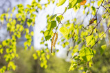 Fototapeta Koty - Birch branches with flowers. Beginning of allergy season for people allergic to birch pollen. Spring season.