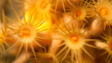 Fototapeta Dmuchawce - Yellow Encrusting Sea Anemone, Parazoanthus axinellae, Cabo Cope Puntas del Calnegre Regional Park, Mediterranean Sea, Murcia, Spain, Europe