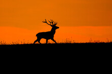 Silhouette Of Red Deer In Epic Orange Sunset During Autumn Rut In Wild Nature, Slovakia