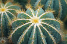 Close-up Of Green Cactus With Spikes. Prickly Plants Background.
