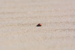 Lonely ladybird on the sand 