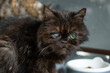 Old black cat in animal shelter