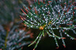 Pine tree disease. Conifer-killing insects attack coniferous tree. Adelges insect which feed on conifers. Needles with white woolly spots, sucking sap insects chermes, woolly adelgid on sick fir tree