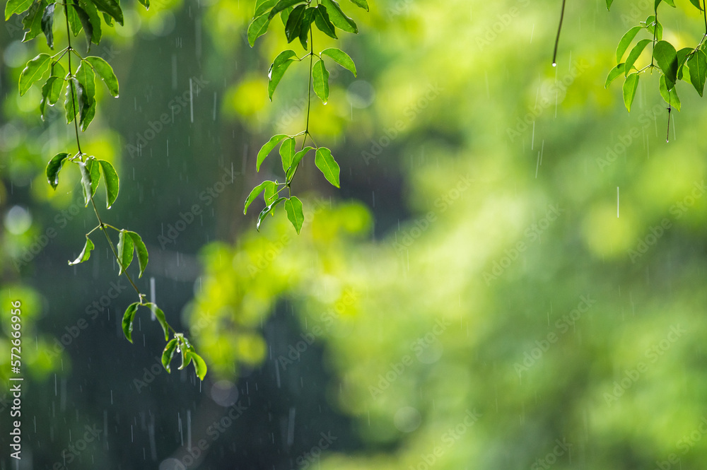 Tree With Raining Leaves raining shower drop on leaf tree, close up of rainfall in jungle,Heavy ...