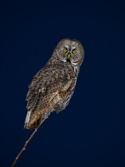 Wall Mural - Great Gray Owl portrait at night on dark blue sky