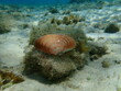 Seashell of bivalve mollusc smooth clam or smooth callista, brown venus (Callista chione) undersea, Aegean Sea, Greece, Thasos island