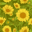 Beautiful seamless pattern with hand drawn lush Sunflowers flowers on a dark olive background. Vector illustration of Helianthus flower. Floral wildflowers elements for textile design