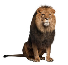 Lion Stock Images In PNG Format