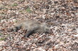 Totes Wildschwein im Wald mit ASP Seuche
