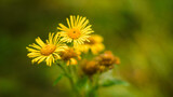 Fototapeta Dmuchawce - Żółte kwiaty na łące.