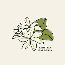 Line Art Tahitian Gardenia Flower Drawing
