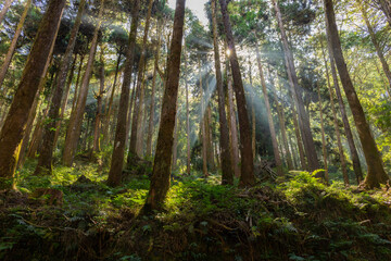 Wall Mural - cedar trees in the forest with through sunlight ray