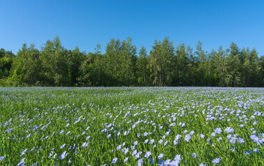 Wall Mural - a blue field of flowering flax on a sunny cloudless morning against the background of a forest and a