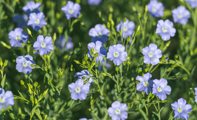 Wall Mural - blue flowers of blooming flax on a sunny morning close-up on a flax field