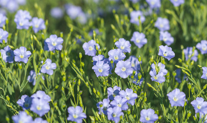 Wall Mural - blue flowers of blooming flax on a sunny morning close-up on a flax field