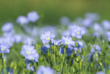 Wall Mural - blue flowers of blooming flax on a sunny morning close-up on a flax field