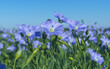 Blue flowers of blooming flax on a sunny morning close-up on a flax field
