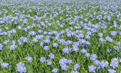 Wall Mural - blue flowers of blooming flax on a sunny morning close-up on a flax field