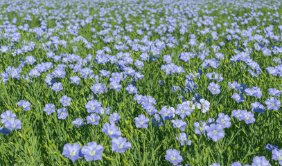 Wall Mural - blue flowers of blooming flax on a sunny morning close-up on a flax field