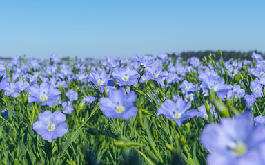Wall Mural - blue flowers of blooming flax on a sunny morning close-up on a flax field