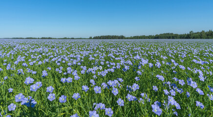 Wall Mural - a blue field of flowering flax on a sunny cloudless morning against the background of a forest and a