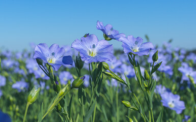 Wall Mural - blue flowers of blooming flax on a sunny morning close-up on a flax field