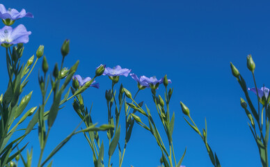 Wall Mural - Blooming flax in full growth from the bottom point against the background of a sunny cloudless blue sky