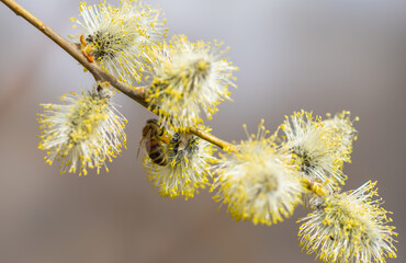 Wall Mural - Flowering tree Salix caprea in early spring, bee collects nectar pollinating flowers