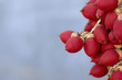 © Edivier - Red berries of a garden palm tree against a neutral background.