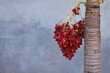 © Edivier - Trunk and branch of palm tree with heart-shaped red fruits and neutral background.