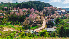Landscape Of Beautiful Wild Himalayan Cherry Blooming Pink Prunus Cerasoides Flowers At Phu Lom Lo Loei And Phitsanulok Of Thailand