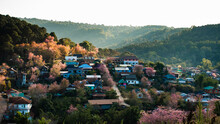 Landscape Of Beautiful Wild Himalayan Cherry Blooming Pink Prunus Cerasoides Flowers At Phu Lom Lo Loei And Phitsanulok Of Thailand