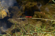 Toma detallada de una libélula roja en una rama en un entorno boscoso lleno de vegetación y colores brillantes en el agua de un estanque.