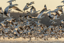 Flock Of Snow Geese Take Off From A Pond In The Marsh