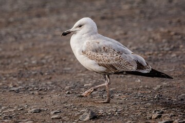 Wall Mural - Close up image of a young white, grey and brown Caspian gull walking on a stone and sandy ground.