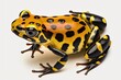 A single dendrobates leucomelas, or yellow-banded poison-dart frog, shown from above. Generative AI
