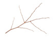 © New Africa - One dry tree twig isolated on white