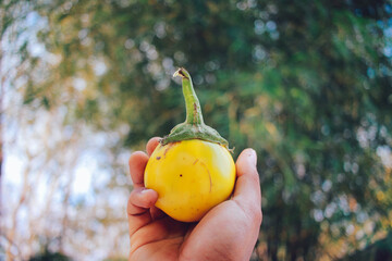 Wall Mural - Thai yellow tomato